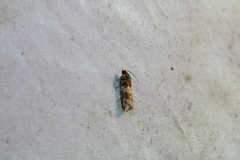 Eucopina tocullionana