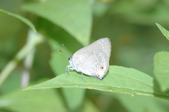 Ignata caldas