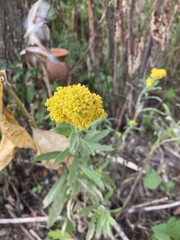 Solidagininae