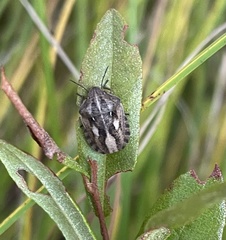 Eurygaster testudinaria
