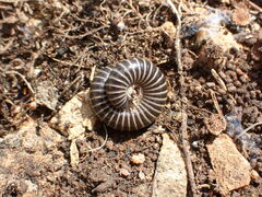 Ommatoiulus oxypygus