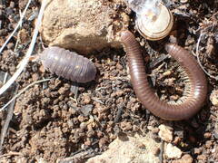 Armadillidium granulatum