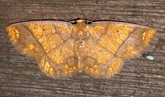 Melinodes detersaria