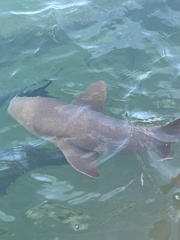 Ginglymostoma cirratum
