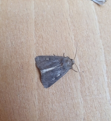 Xestia xanthographa