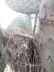 Campylorhynchus brunneicapillus