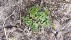 Veronica serpyllifolia