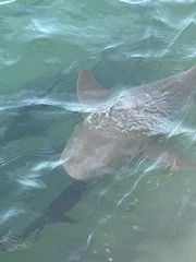 Ginglymostoma cirratum