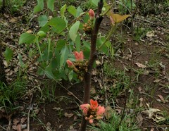 Brachychiton megaphyllus