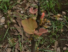 Brachychiton megaphyllus