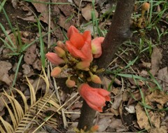 Brachychiton megaphyllus