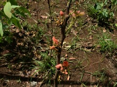 Brachychiton megaphyllus