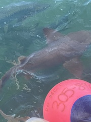 Ginglymostoma cirratum