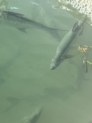 Megalops atlanticus