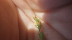 Veronica serpyllifolia