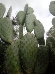 Opuntia streptacantha