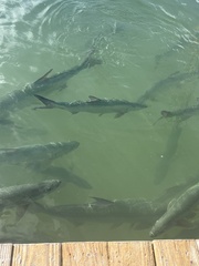 Megalops atlanticus