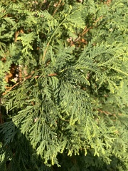 Cupressus sempervirens