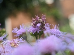 Synchlora