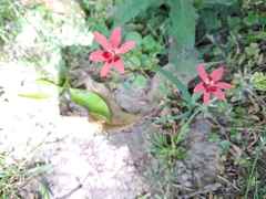 Freesia laxa