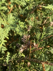 Cupressus sempervirens