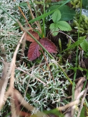 Cladonia rangiformis