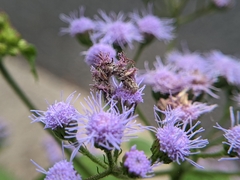 Synchlora