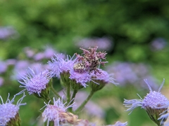 Synchlora
