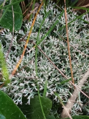 Cladonia rangiformis
