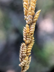 Beckmannia syzigachne