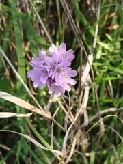Armeria maritima elongata