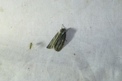 Acronicta lithospila