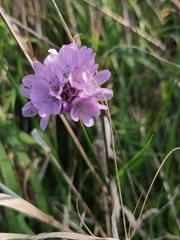Armeria maritima elongata