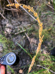 Beckmannia syzigachne