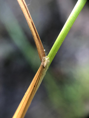 Beckmannia syzigachne