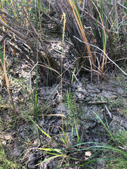 Beckmannia syzigachne