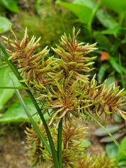 Cyperus erythrorhizos