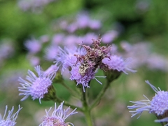 Synchlora
