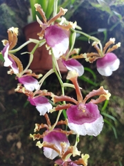 Oncidium fuscatum