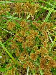 Cyperus erythrorhizos