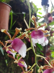 Oncidium fuscatum