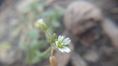 Cerastium fontanum