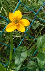 Sclerocarpus uniserialis