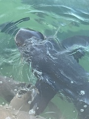 Ginglymostoma cirratum