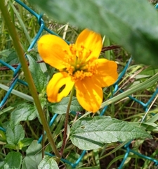 Sclerocarpus uniserialis