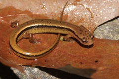 Eurycea wilderae