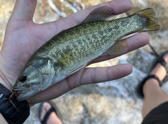 Micropterus treculii