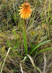 Kniphofia coddiana