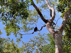 Alouatta pigra