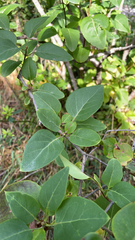Syringa vulgaris